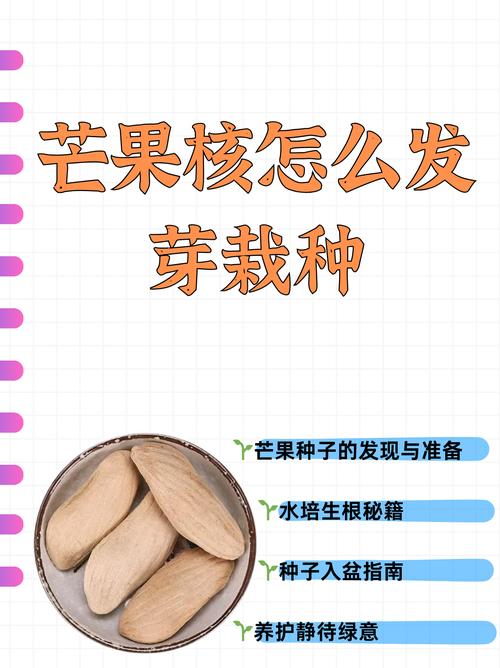 芒果可以种吗?从选苗到结果,这份实操指南全告诉你 采购质量判断:一看嫁接口、二看根系、三看苗龄