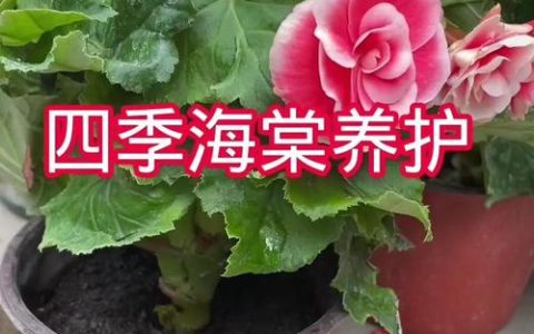 海棠花好不好养？从花色花期到盆栽地栽，一篇读懂海棠木养护全攻略