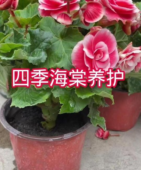 海棠花好不好养？从花色花期到盆栽地栽，一篇读懂海棠木养护全攻略