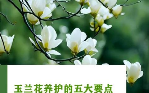 玉兰花如何种植？从选时到成活的完整技术指南
