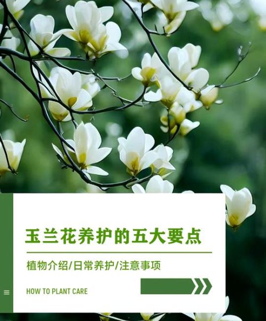 玉兰花如何种植？从选时到成活的完整技术指南