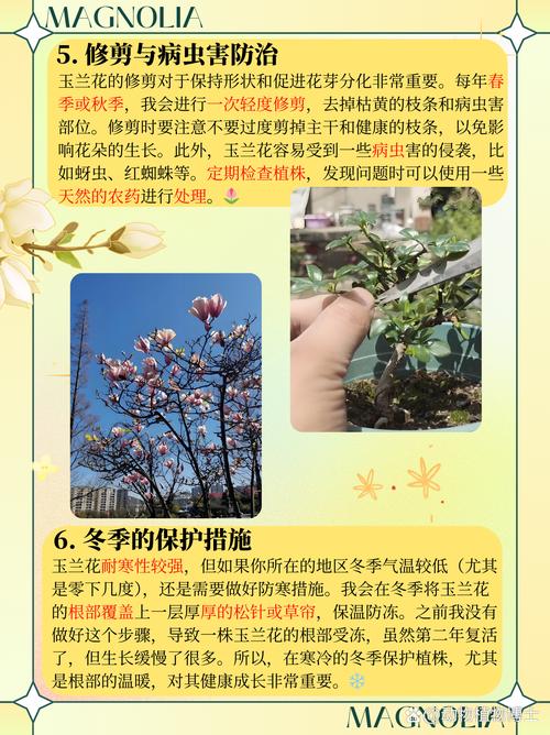 土壤环境：玉兰花喜欢“吃软不吃硬”
