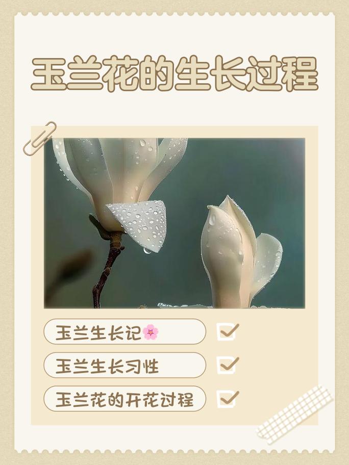 栽前处理：修根、消毒、蘸生根粉，一步不能少