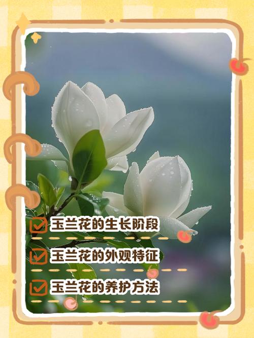 缓苗管理：给玉兰花一个“缓冲期”