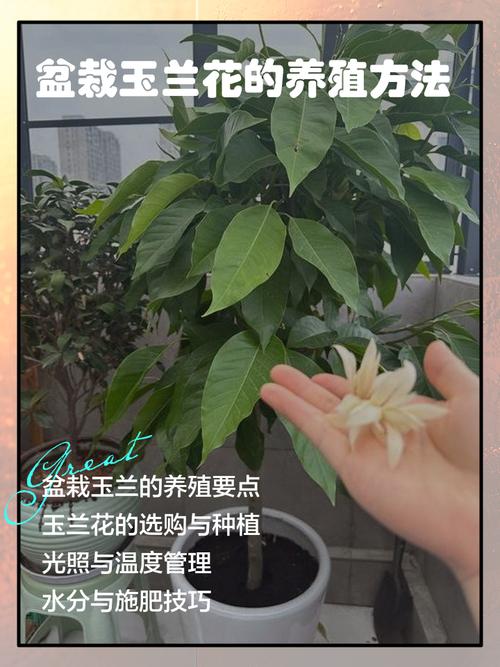 浇定根水：第一次水必须浇透，边栽边浇