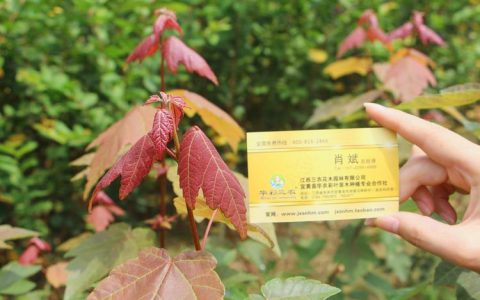 美国红枫树价格揭秘：规格、产地与移栽全指南