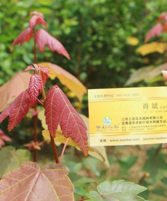 美国红枫树价格揭秘：规格、产地与移栽全指南