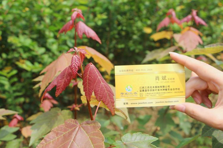 规格与树形：决定价格的核心