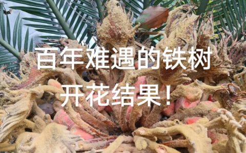 铁树子有什么用处？从药用价值到观赏栽培全解析