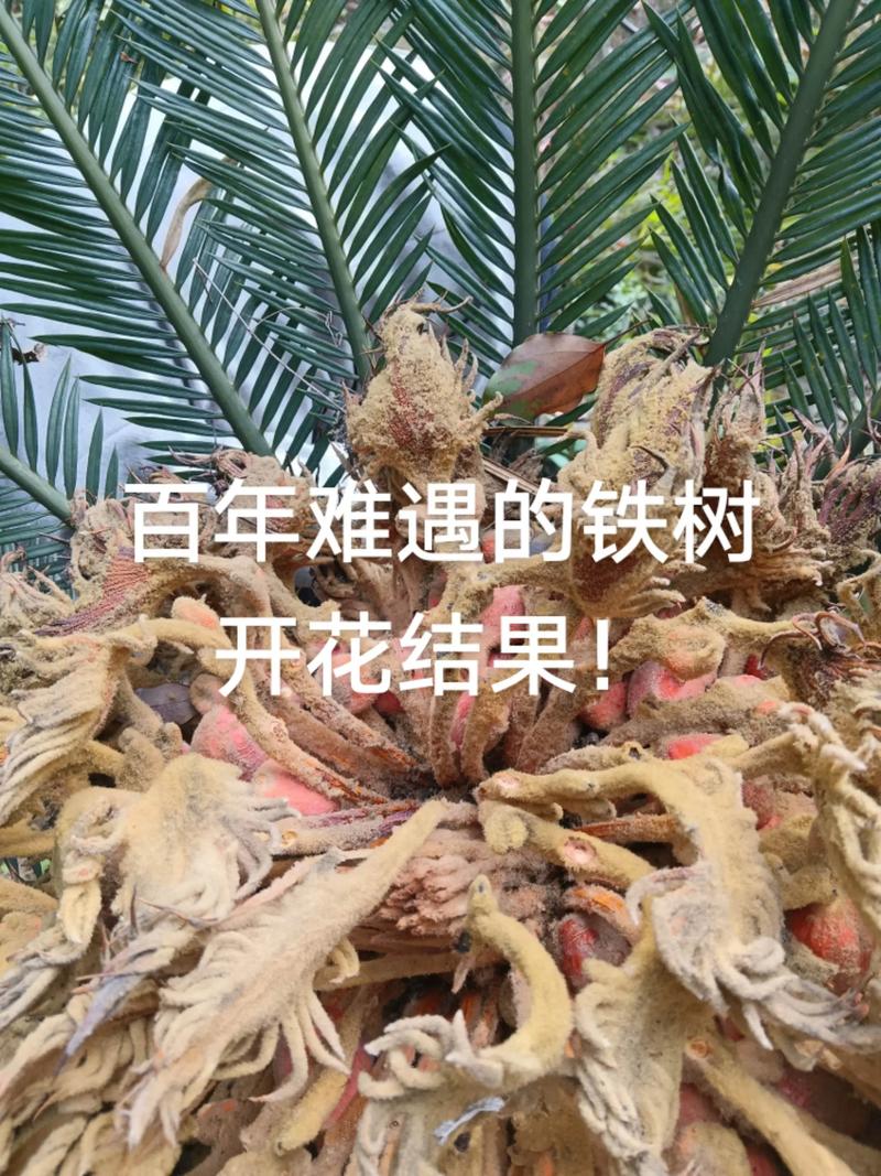 铁树子有什么用处?从药用价值到观赏栽培全解析 一、传统药用价值:慎用但有讲究