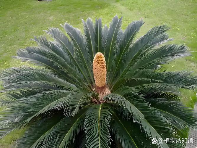 铁树子有什么用处?从药用价值到观赏栽培全解析 三、创意手工与观赏利用