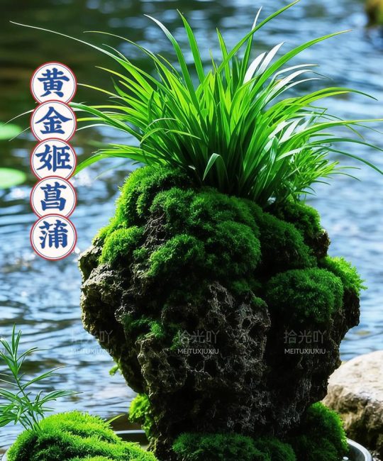 菖蒲品种大揭秘：金钱菖蒲与虎须菖蒲的六大维度深度对比
