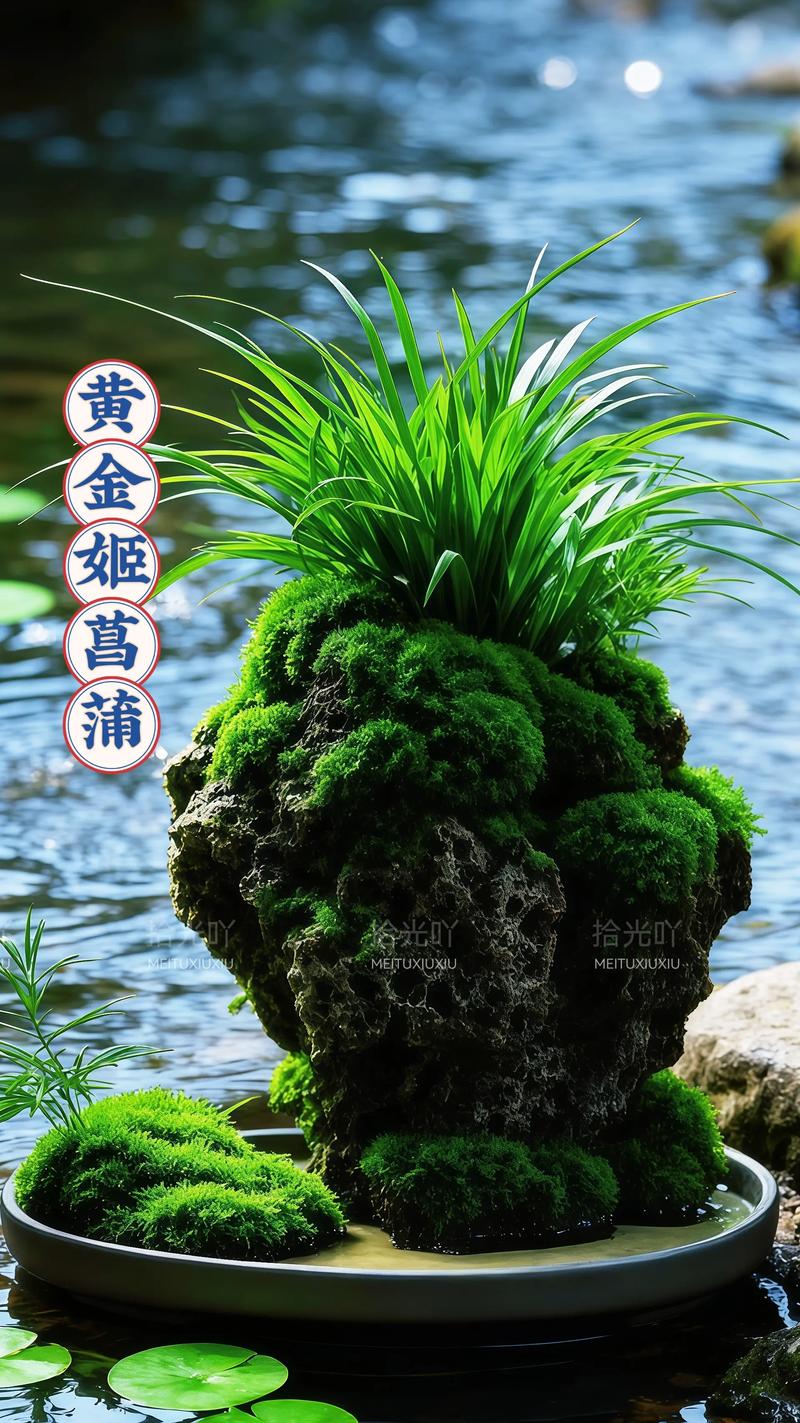 菖蒲品种大揭秘:金钱菖蒲与虎须菖蒲的六大维度深度对比 一、品种对比核心结论