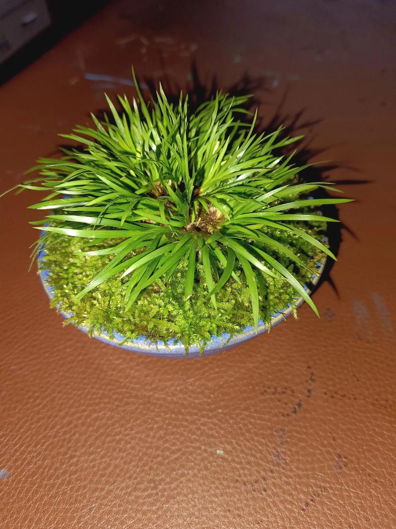菖蒲品种大揭秘:金钱菖蒲与虎须菖蒲的六大维度深度对比 三、对比维度逻辑解释