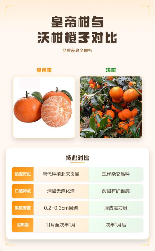沃柑和橙子有什么区别?种植、口感与经济价值全解析 沃柑和橙子有什么区别?种植、口感与经济价值全解析