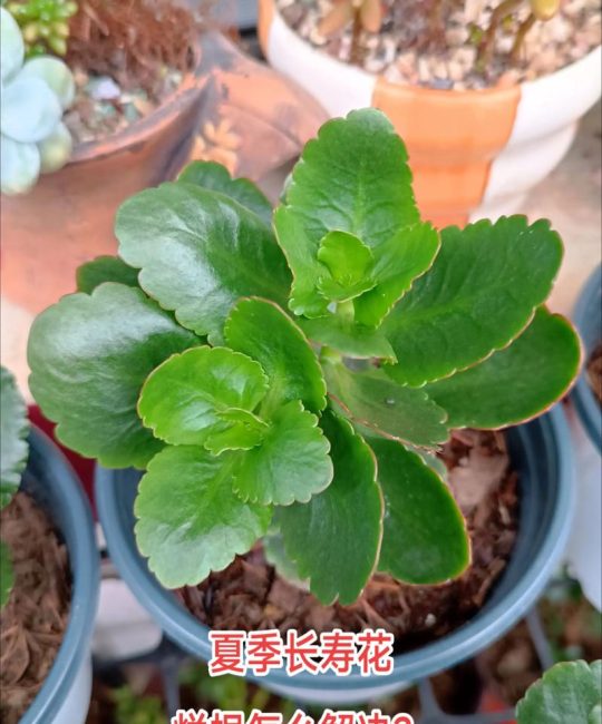 长寿花烂根了怎么办？专业急救与预防全指南