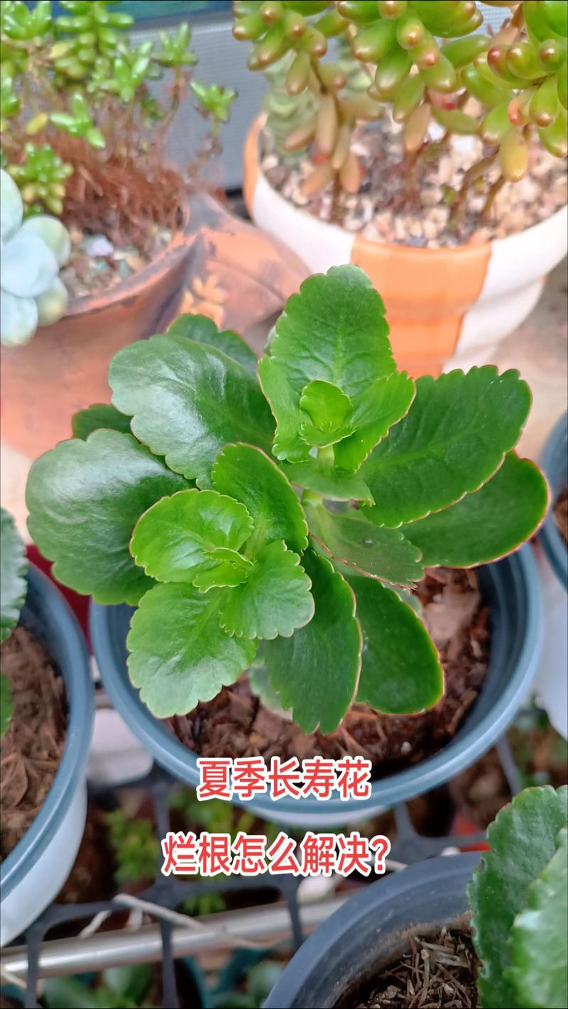 长寿花烂根了怎么办?专业急救与预防全指南 长寿花烂根了怎么办?专业急救与预防全指南