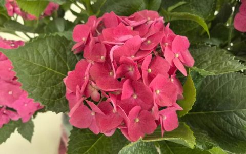 绣球是一年生还是多年生？家庭园艺种植全指南