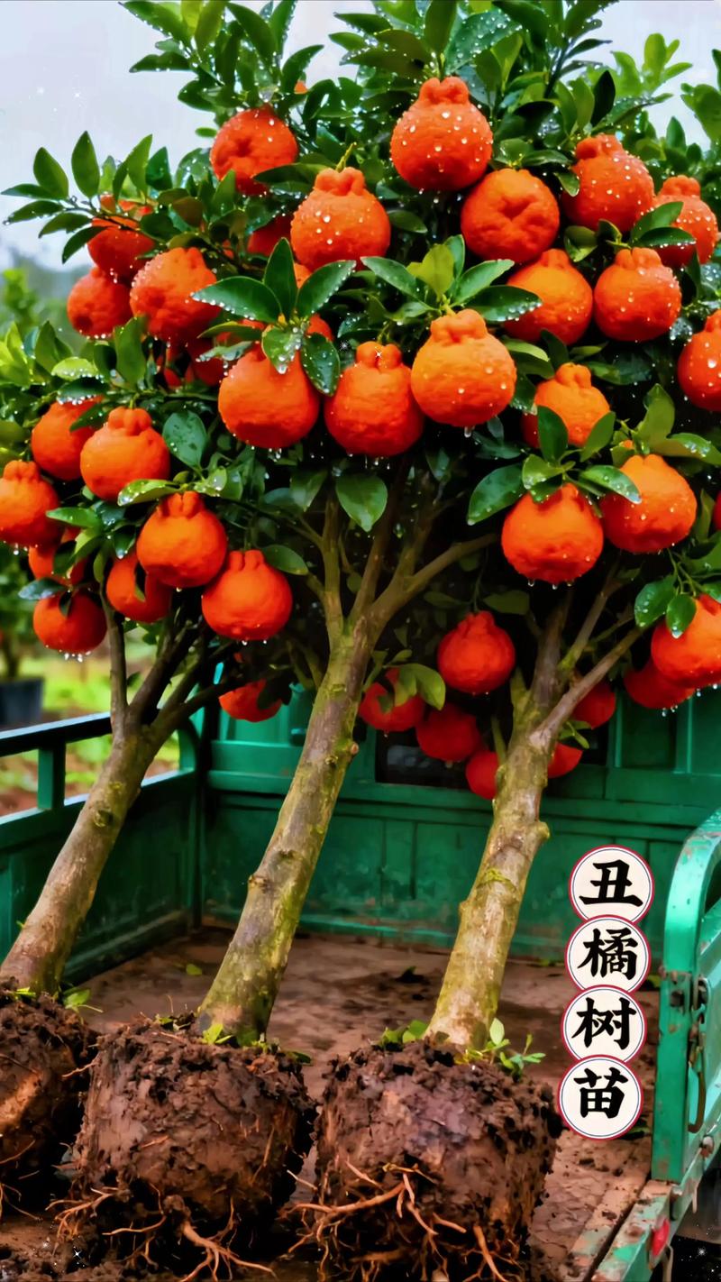 正宗丑橘苗多少钱一株?2025年最新价格参考与影响因素全解析 价格快速参考