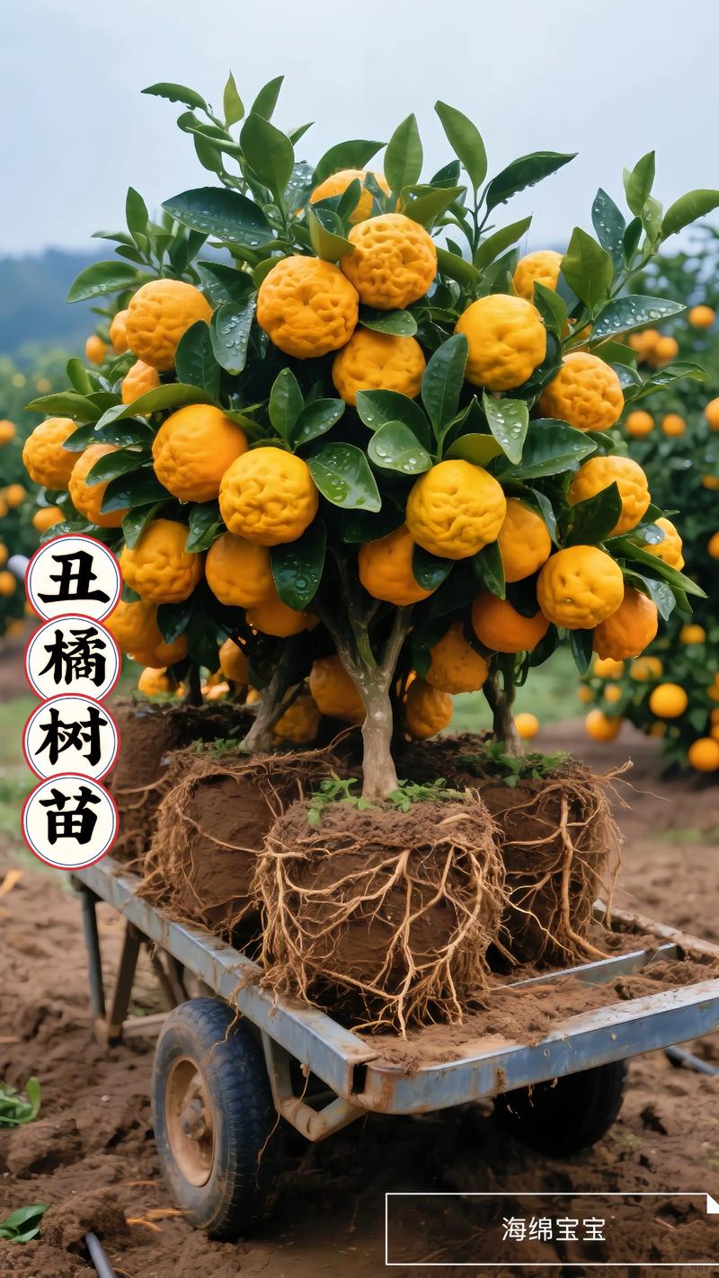 正宗丑橘苗多少钱一株?2025年最新价格参考与影响因素全解析 规格因素:苗龄与地径是定价核心