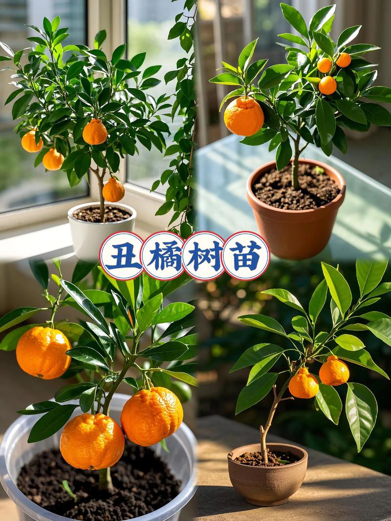 正宗丑橘苗多少钱一株?2025年最新价格参考与影响因素全解析 数量因素:量大从优,但需注意门槛