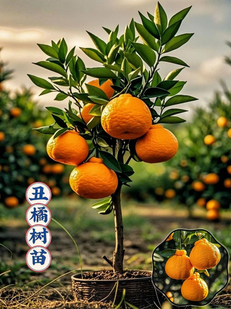 正宗丑橘苗多少钱一株?2025年最新价格参考与影响因素全解析 价格影响因素综合对比表