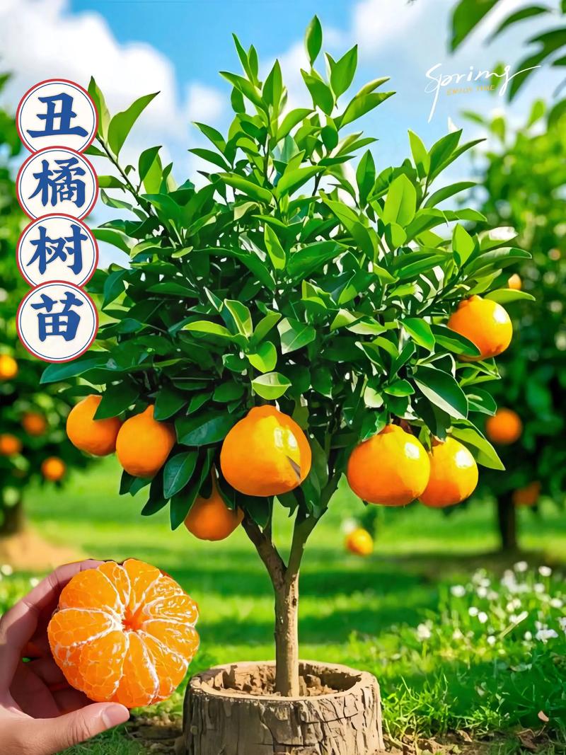 正宗丑橘苗多少钱一株?2025年最新价格参考与影响因素全解析 咨询指南:如何获取最精准的报价?