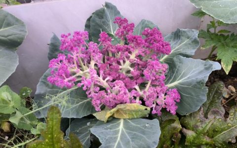 花菜苗什么时候移栽最好？掌握这7个要点，成活率高、花球大