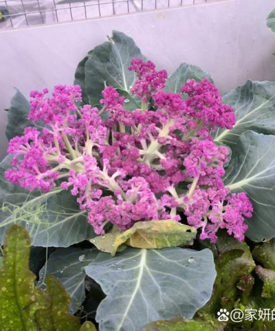 花菜苗什么时候移栽最好？掌握这7个要点，成活率高、花球大