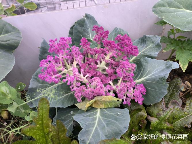 花菜苗什么时候移栽最好?掌握这7个要点,成活率高、花球大 一、适宜时间:以苗龄和气温双标准判断
