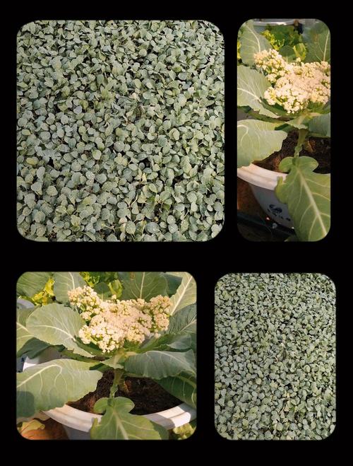 花菜苗什么时候移栽最好?掌握这7个要点,成活率高、花球大 三、栽前处理:先炼苗,再修剪