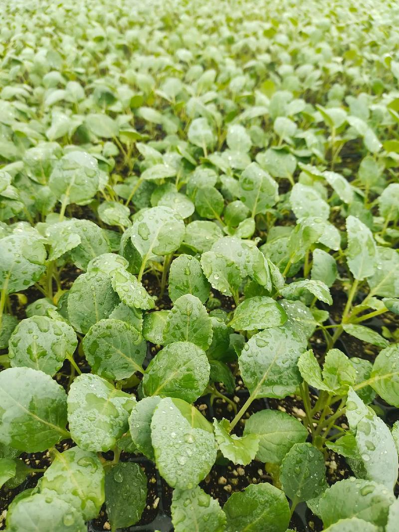 花菜苗什么时候移栽最好?掌握这7个要点,成活率高、花球大 六、缓苗管理:前3天遮阴,后4天炼苗