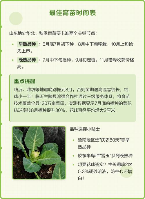 花菜苗什么时候移栽最好?掌握这7个要点,成活率高、花球大 七、成活注意事项:避开3个常见误区