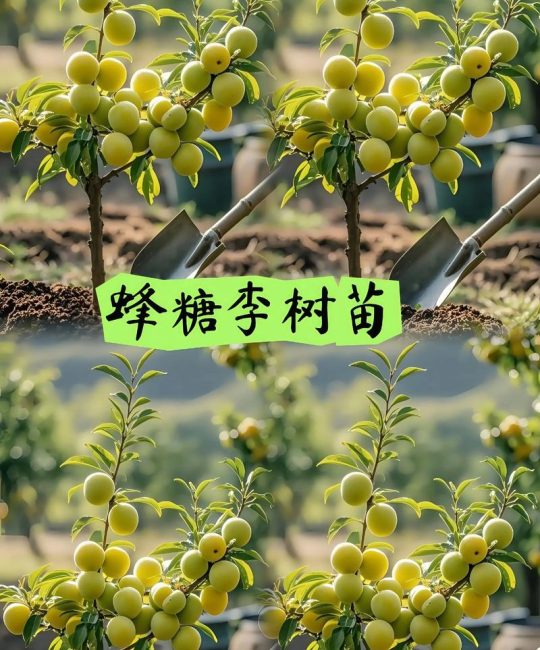 蜂糖李：蔷薇科李属优质早熟甜李品种