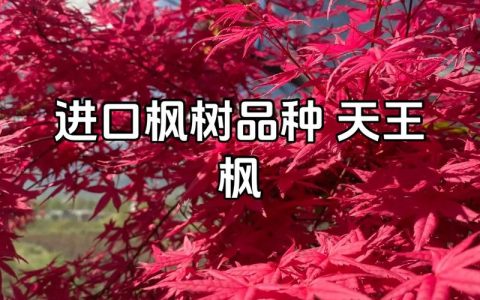 加拿大枫树是什么品种？一篇读懂糖槭的植物百科与识别要点