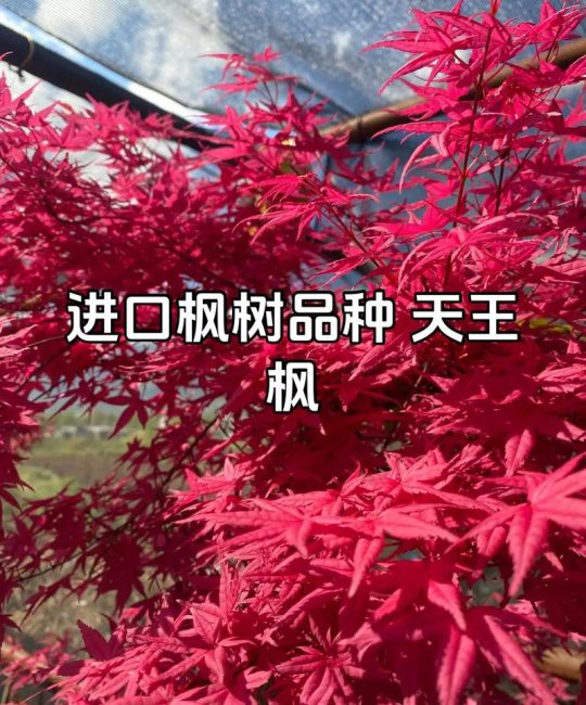 加拿大枫树是什么品种？一篇读懂糖槭的植物百科与识别要点
