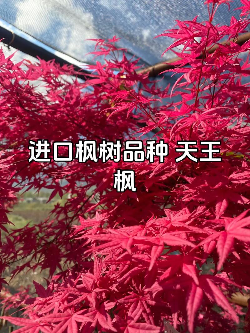 加拿大枫树是什么品种?一篇读懂糖槭的植物百科与识别要点 加拿大枫树是什么品种?一篇读懂糖槭的植物百科与识别要点