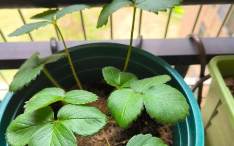 草莓苗采购指南：如何科学选择渠道，避免购买到劣质或不对版苗？