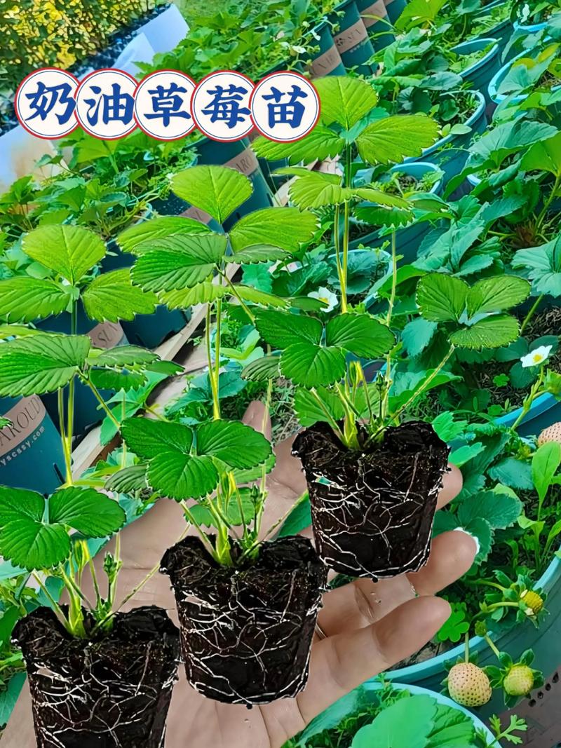 四、运输与检疫合规：保障货物安全到家
