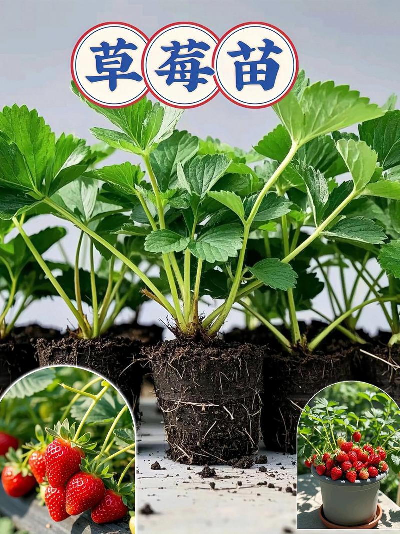 二、品种真实性核查：这是采购的第一道红线