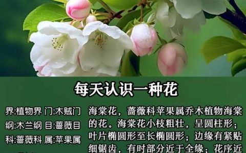 海棠花在男女之间代表什么？——从花语到养护的完整解读