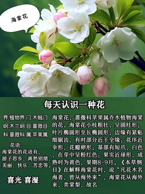 海棠花在男女之间代表什么?——从花语到养护的完整解读 品种基础档案