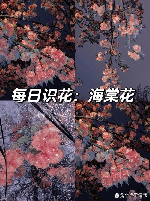 海棠花在男女之间代表什么?——从花语到养护的完整解读 盆栽/地栽选择决策