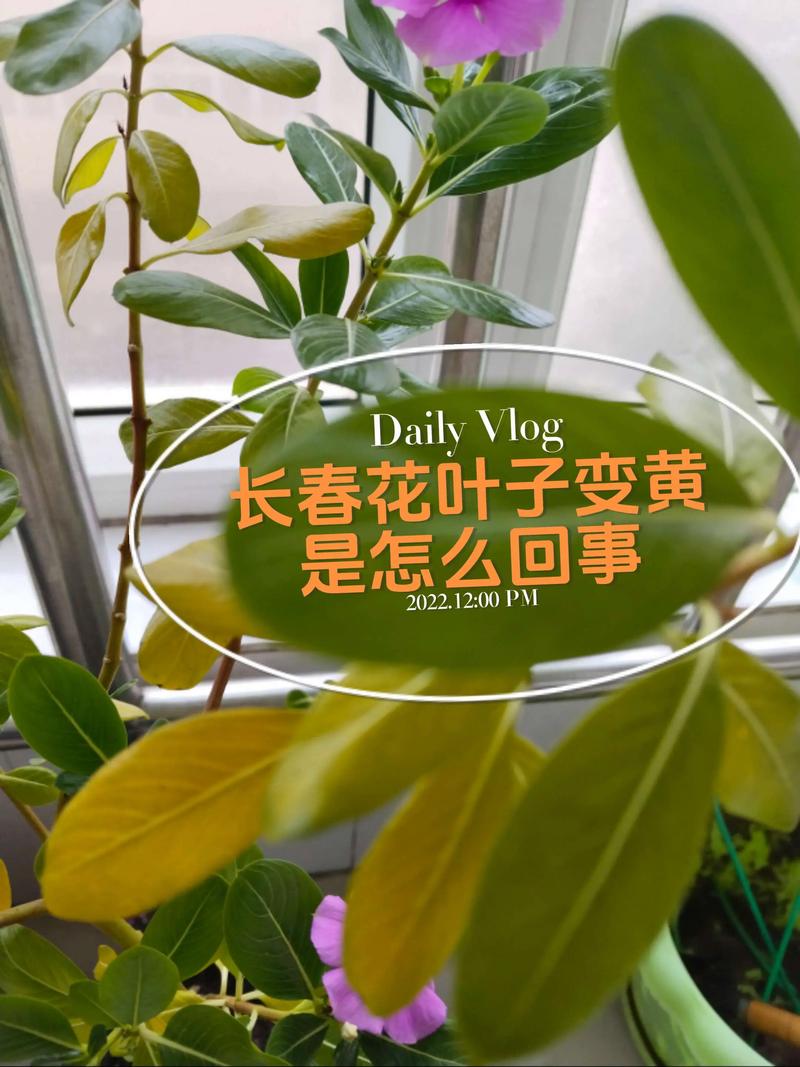 长春花叶子变黄是怎么回事?一文说清6大原因与补救方案 长春花适合盆栽还是地栽?