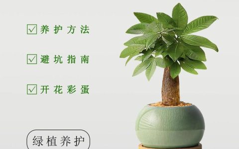 发财树需要天天晒太阳吗？资深花友告诉你正确养护方法