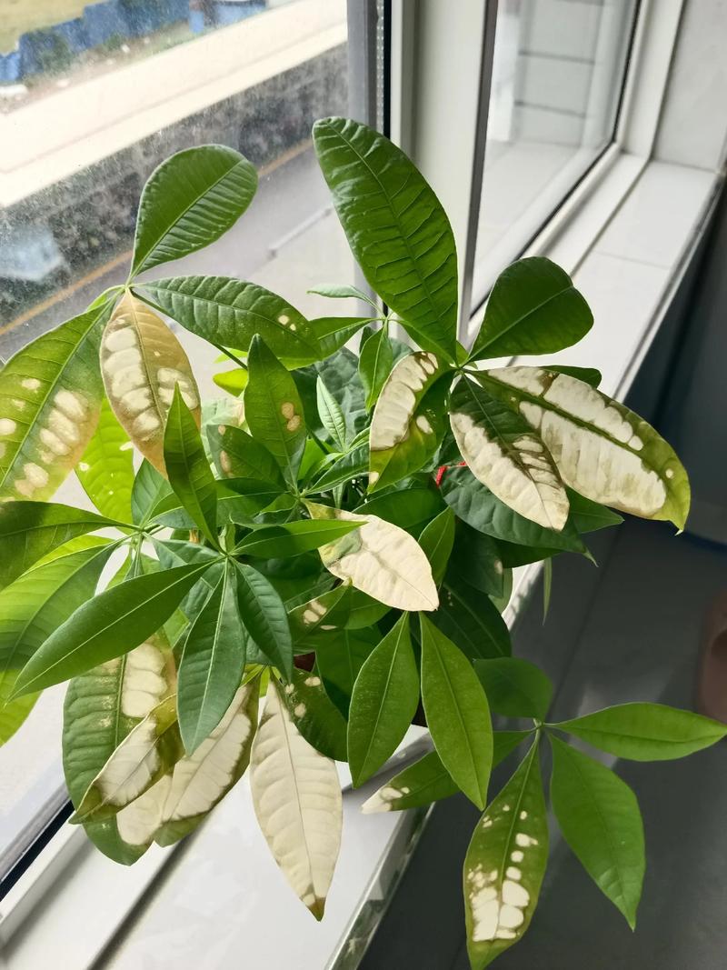 发财树需要天天晒太阳吗?资深花友告诉你正确养护方法 四、除了光照,还要注意这几点