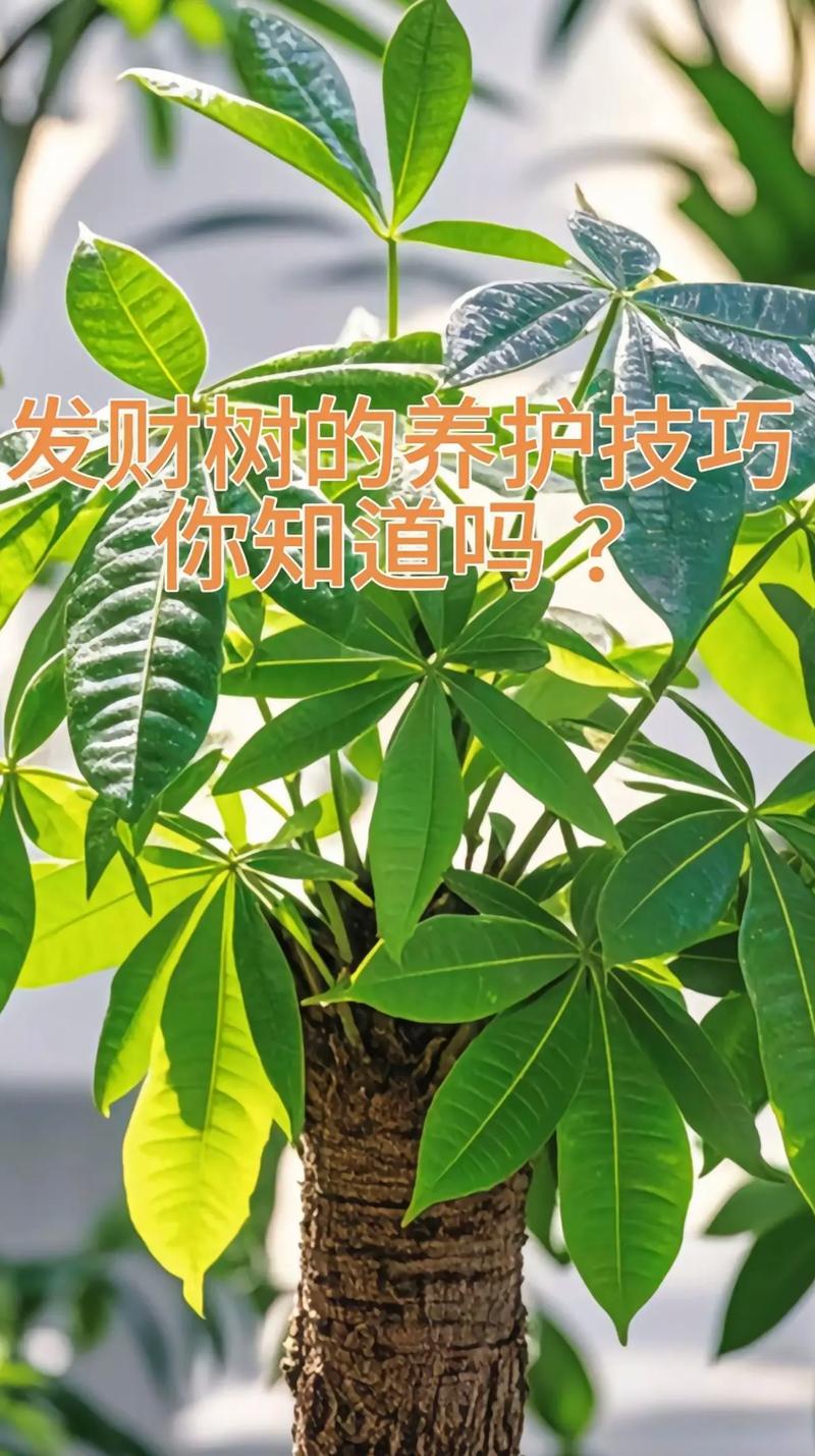 发财树需要天天晒太阳吗?资深花友告诉你正确养护方法 三、不同季节的光照管理