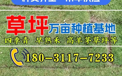 果岭草草坪多少钱一个平方？2026年最新价格参考与影响因素全解析