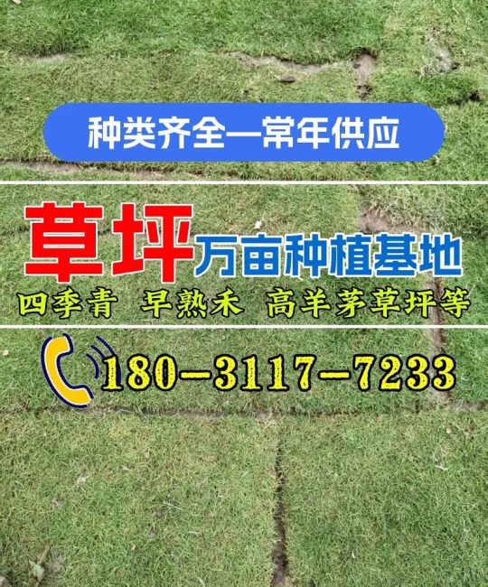 果岭草草坪多少钱一个平方？2026年最新价格参考与影响因素全解析