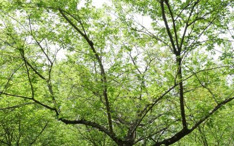 十年树木的“树”是什么意思？